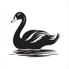 black swan on white background