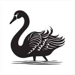 black swan on white background
