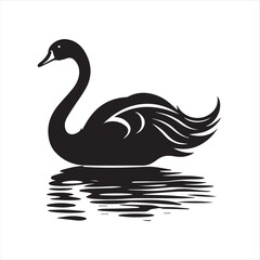 black swan on white background
