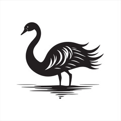 black swan on white background