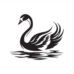 black swan on white background