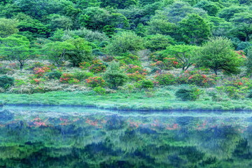 レンゲツツジ咲く新緑の覚満淵