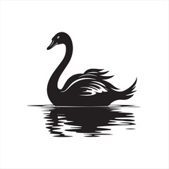 black swan on white background
