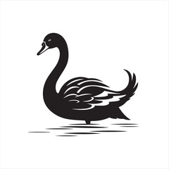 black swan on white background