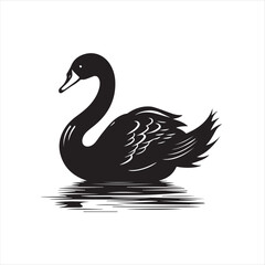black swan on white background