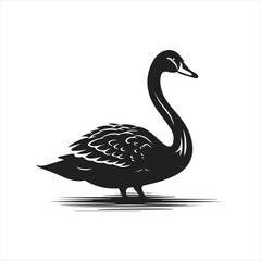 black swan on white background