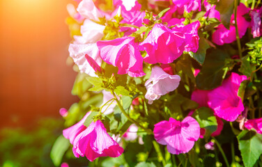 Pink lavater flowers on a green natural background
