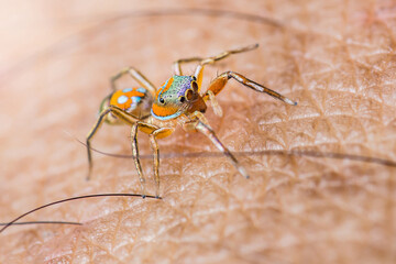 Colorful jumping spider standing on human skin.