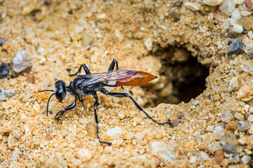 Black wasp with orange abdomen carrying prey to its burrow.