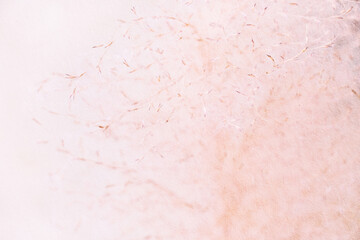 pink paper with soft flower texture background