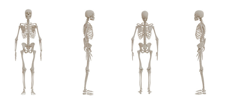 A human skeleton front, back, side posed view medical anatomy