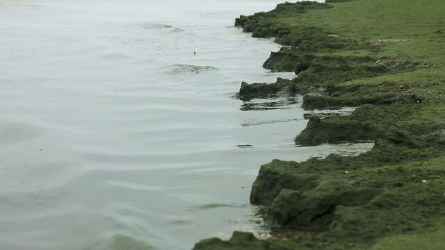 Play of the waves. Small waves measured beat, play in small bays with a splash, like on a musical instrument