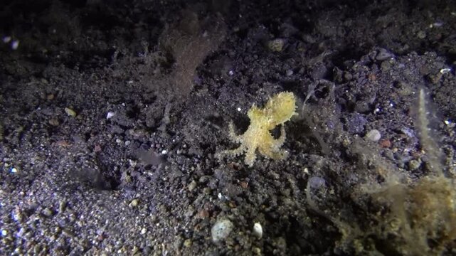 Baby Octopus