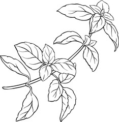 Basil Branch with  Leaves Outline Illustration