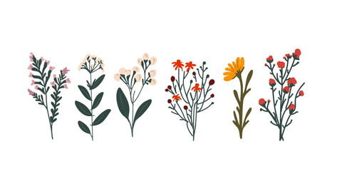 Set of wild flowers on a white background