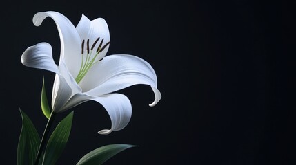 White Lily on Black Background