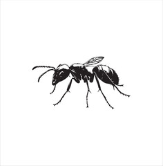 ant, insect, macro, nature, animal, bug, black, closeup, ants, isolated, small, antenna, spider, leaf, formica, leg, white, close-up, close up, jaw, garden, red, fauna