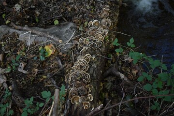 mushrooms in the forest