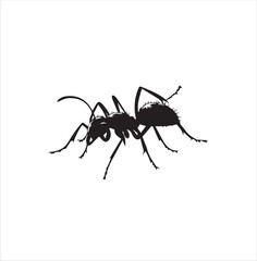 ant, insect, macro, nature, animal, bug, black, closeup, ants, isolated, small, antenna, spider, leaf, formica, leg, white, close-up, close up, jaw, garden, red, fauna