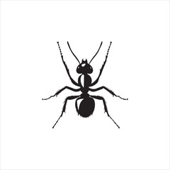 ant, insect, macro, nature, animal, bug, black, closeup, ants, isolated, small, antenna, spider, leaf, formica, leg, white, close-up, close up, jaw, garden, red, fauna