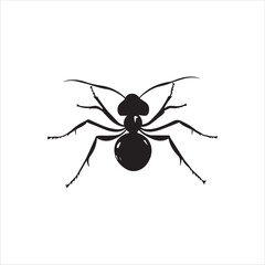ant isolated on white background