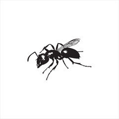 ant isolated on white background