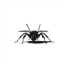 ant isolated on white background