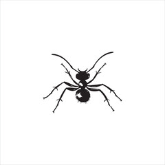 ant isolated on white background