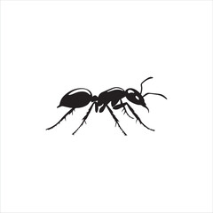 ant isolated on white background