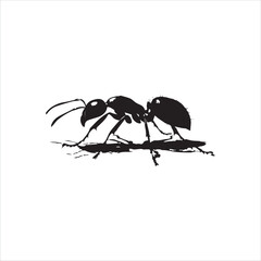 ant isolated on white background