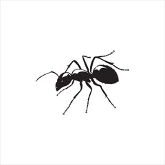 ant isolated on white background