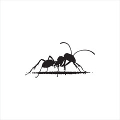 ant isolated on white background