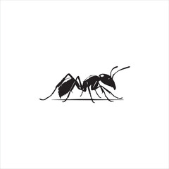 ant isolated on white background