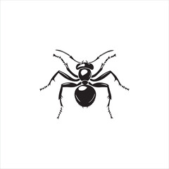 ant isolated on white background