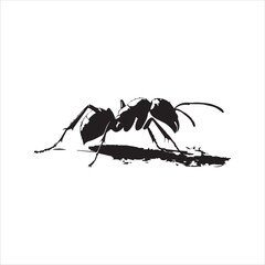 ant isolated on white background