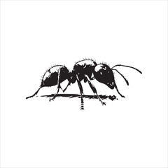 ant isolated on white background