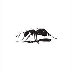 ant isolated on white background