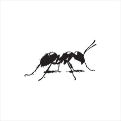 ant isolated on white background