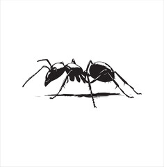 ant isolated on white background
