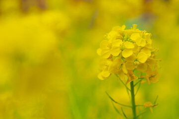 Obraz premium 黄色い花畑、一面に満開の菜の花