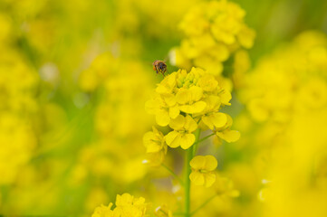 黄色い花畑、一面に満開の菜の花