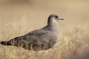 Arctic Skua (Stercorarius parasiticus) on a sunny early summer day, Varanger Peninsula, Northern, Norway