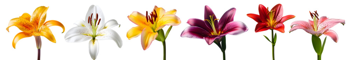 Obraz premium Set of various beautiful blooming lily flowers isolated on transparent background.&nbsp;
