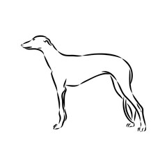 Spanish galgo, Greyhound black and white dog
