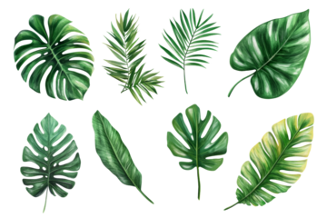Variety of tropical leaves in different shapes and sizes, isolated on white background.