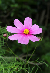 Pink Cosmos flower on a plant in a garden