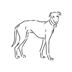 Spanish galgo, Greyhound black and white dog