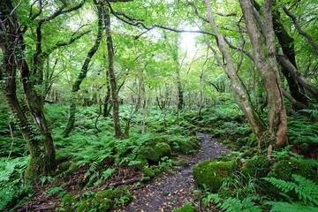 fine summer path and dense ferns