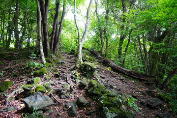 Fototapeta premium refreshing summer forest and fine path