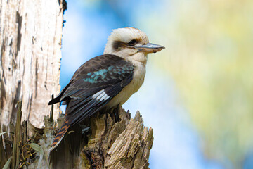 Kookaburra sitting on a tree stump